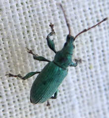 Phyllobius maculicornis