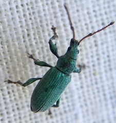 Phyllobius maculicornis