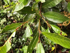 Quintinia