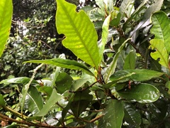 Quintinia