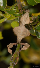 Phyllocrania paradoxa