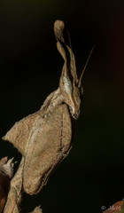 Phyllocrania paradoxa