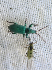 Phyllobius maculicornis