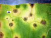 Venturia rumicis - Photo (c) Jerry Cooper, some rights reserved (CC BY), uploaded by Jerry Cooper