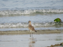 Pluvialis squatarola