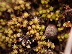 Gemmabryum