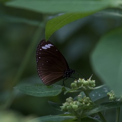 Euploea tulliolus