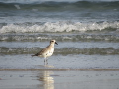 Pluvialis squatarola