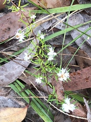 Cryptandra ericoides