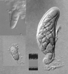 Venturia rumicis