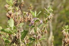 Hyptis tomentosa