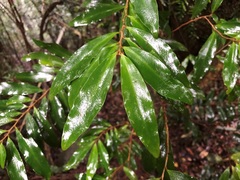 Ardisia bakeri