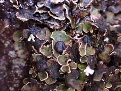 Psora nipponica