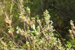 Hyptis tomentosa