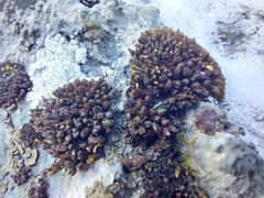 Orthotrichum pellucidum