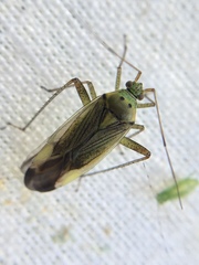 Closterotomus trivialis