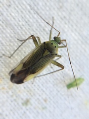 Closterotomus trivialis