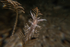 Dendronotus robilliardi