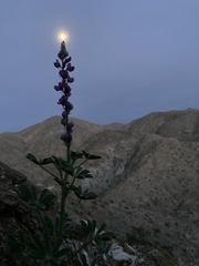 Lupinus shockleyi