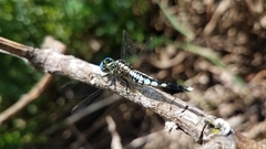 Acisoma attenboroughi