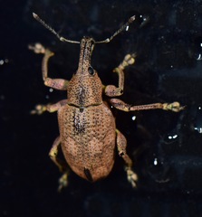 Hypoptus macularis