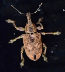 Hypoptus macularis