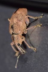 Hypoptus macularis