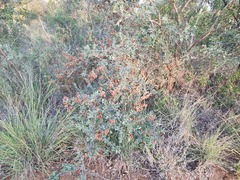 Combretum hereroense