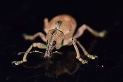 Hypoptus macularis
