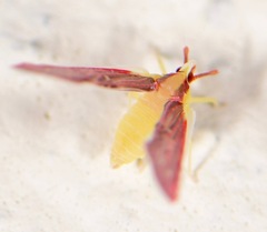 Anotia firebugia