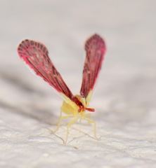Anotia firebugia