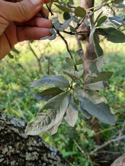 Vitex zeyheri