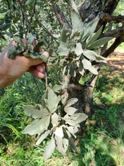 Vitex zeyheri