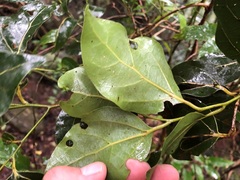 Cryptocarya foveolata