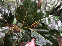 Cryptocarya foveolata