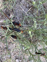 Lytta magister