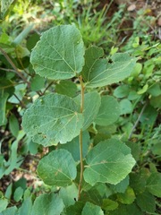 Dombeya rotundifolia