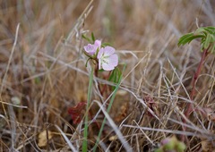 Sidalcea hartwegii