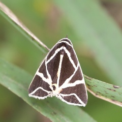Agamana sarmentosa