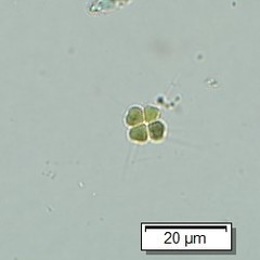 Tetrastrum heteracanthum