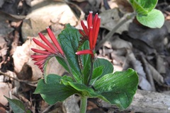 Spigelia splendens