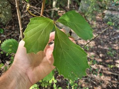 Rhoicissus tridentata
