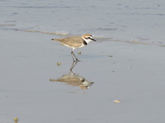 Charadrius alexandrinus