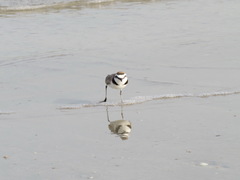Charadrius alexandrinus
