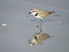 Charadrius alexandrinus
