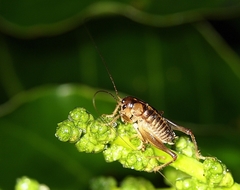 Hemiandrus maia