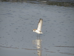 Charadrius alexandrinus