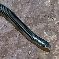 Ophiodes