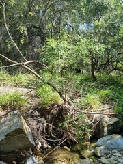 Halleria lucida