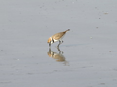 Charadrius alexandrinus
